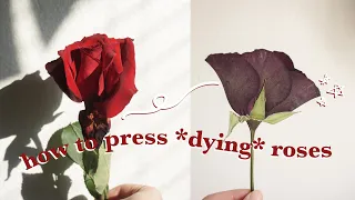 How to press *dying* roses (fast & easy) | A FREEBIE to help you press flowers