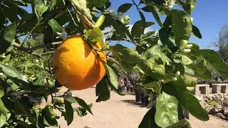 Best practices for fertilizing your citrus tree.