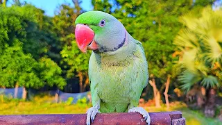 Parrot Natural Sounds / Voices