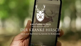 Der Kranke Hirsch - Jagd auf Rotwild & Keiler im Herzen von Frankreich in Burgund