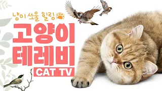[Cat TV] 고화질 고양이 티비 Cat Video l 냥플릭스ㅣ고양이가 좋아하는 영상