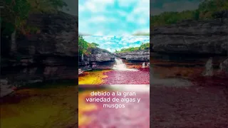 El río más hermoso del mundo: Caño Cristales en Colombia