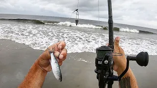 Surf Fishing With LIVE MULLET (Cook & Catch)