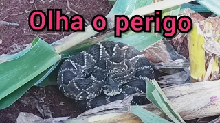 Fomos catar milho e olha o susto uma cobra cascavel entre os pés de milho tombados.