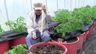 First Tomato Planting Update And Planting Potatoes Ep 78