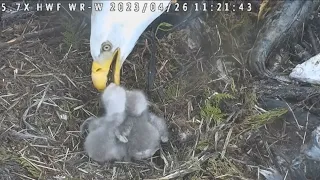 Lunchtime for Tiny Eaglets at White Rock