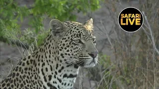 safariLIVE - Sunset Safari - May 28, 2019