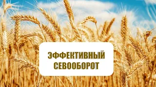 Рациональный севооборот - как составить? Подбор культур.