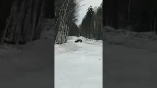 Медведь догнал лося