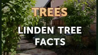 Linden Tree Facts