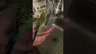 Как купается мой попугай Кеша￼￼