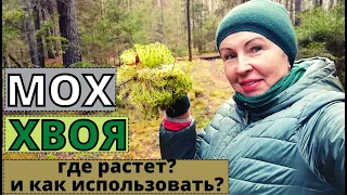 МОХ сфагнум и ХВОЯ сосны из леса в помощь садоводу. Как собирать и использовать?