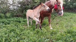 Потомство першерона Фараона 🐎 жеребчик Фокус 💥💥💥💥💥кобила Павлівна 🏞️