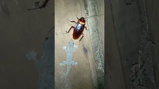 Lizard vs cockroach #shorts