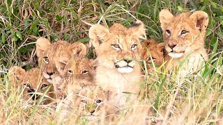 15 Lion Cubs “Lost” in Kruger Park