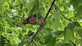 Monarch Migration 2020 - Overbrook, Kansas