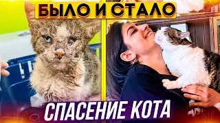 Спасли кота от смерти. История Бориса.