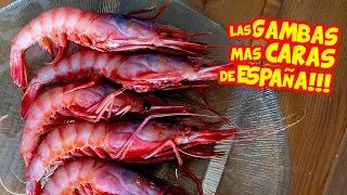 Casi REVIENTO PROBANDO las GAMBAS más CARAS de ESPAÑA