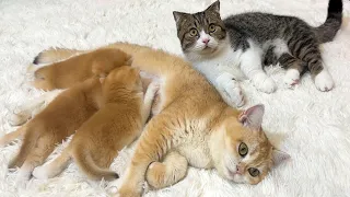 A happy cat family | The father cat is always beside the mother cat and her children.