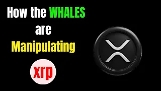 XRP: How the Whales are Manipulating RIPPLE XRP