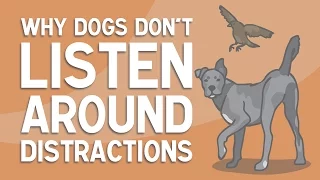 Why Dogs DON'T LISTEN Around Distractions