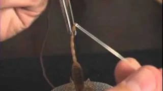 Scorpion Milking