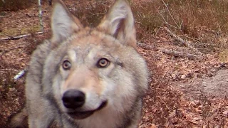 30 Years After Chernobyl, Nature Is Thriving | National Geographic