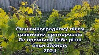 Стан винограднику після приморозків. Як проявили себе різні види захисту. 2024