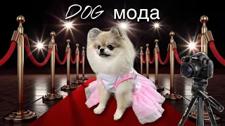 Покупаю одежду и амуницию для Патрика и Мики 🐶🐾🎀  ЗООПОКУПКИ