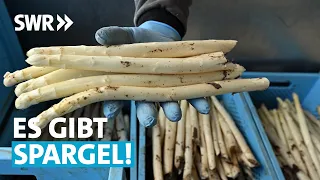 Zeit für Spargel – Lust aufs weiße Gold | SWR Treffpunkt