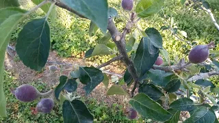Яблуня та груша : захист від шкідників та хвороб