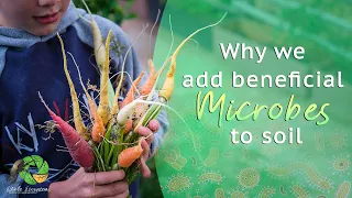 How we add beneficial microbes to soil to improve plant productivity and increase soil health.