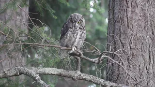 Great horned owls 9