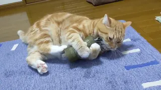 Cat Grenade