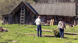 They planted 100 pine trees. Renovation of a forest house. It's a very hard week