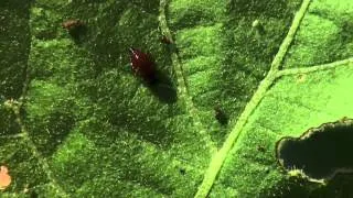 Colorado Potato Beetle Management