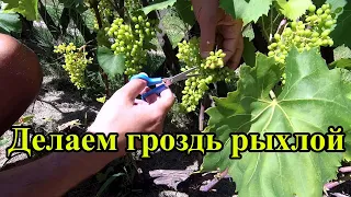 🔴🔴Подстригаем плотные грозди винограда. Как сделать гроздь винограда рыхлой? Виноград в Беларуси.