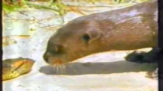 Otter vs Anakonda