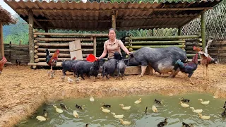 Preservation & Preliminary processing green vegetables - Dig a pond to supply water for pigs | Farm