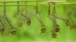 Life Cycle of Aedes mosquito : วงจรชีวิตของยุงลาย