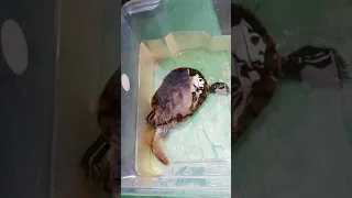 Красноухая черепаха против карася