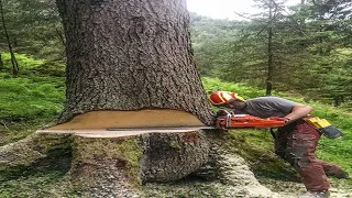 Dangerous Large Tree Cutting Down Skill Working, Fastest Felling Tree using Chainsaw Machines Method