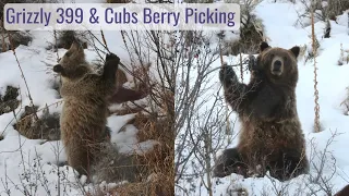 Grizzly 399 & Four Cubs Berry Picking - Wonderful Wyoming Wildlife