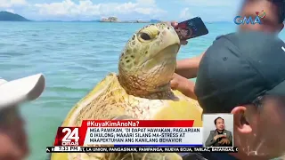 #KuyaKimAnoNa?: Mga pawikan, 'di dapat hawakan, paglaruan o ikulong | 24 Oras