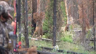 I BOW HUNTED ELK IN 5 STATES FOR 50 DAYS STRAIGHT - EP 00 - LAND OF THE FREE - DAY BY DAY SERIES