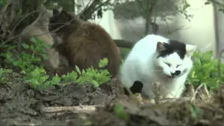 Calif. Woman Gives Up Home for Thousands of Cats