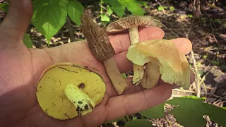 ДЖЕК-ПОТ по-грибному! Одразу 4 види грибів різних сезонів.