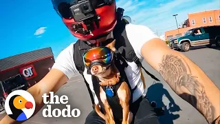These Chihuahua's Love Going On Motorcycle Rides With Dad | The Dodo Little But Fierce