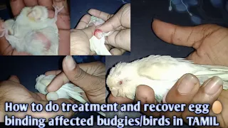 How To Do Treatment and Recover Egg Binding Affected Budgies/Birds in TAMIL