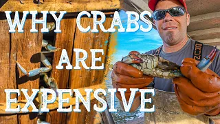 Why Are CRABS so EXPENSIVE right now!? Crab & Fish Friday Report July 14th